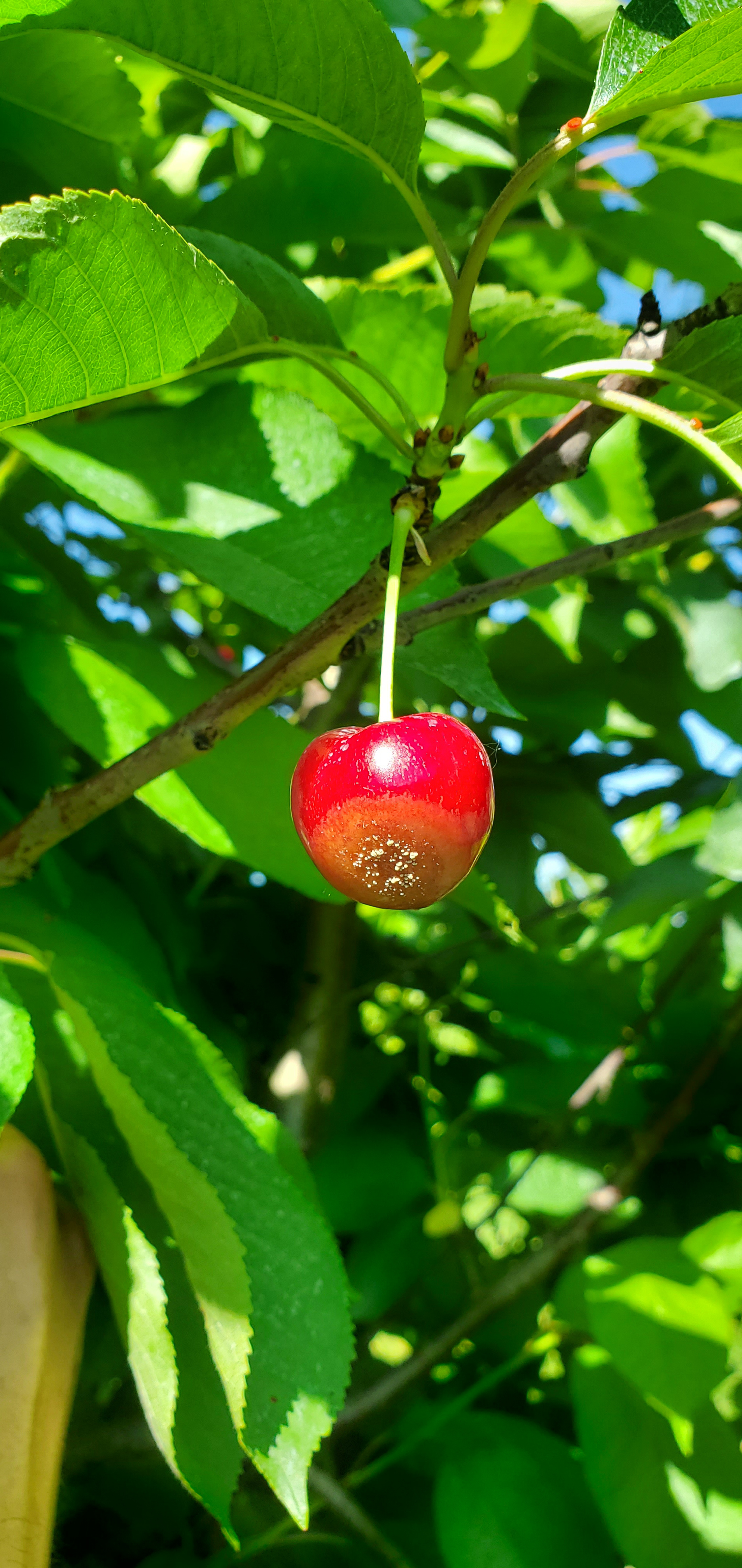 Brown rot on cherry.
